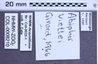 Etiketten zu Abiphis viettei (Girard, 1966) (NHMW-ZOO-COL-0008210)